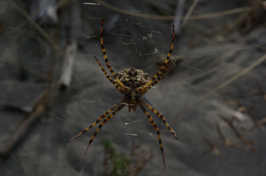 Argiope lobata